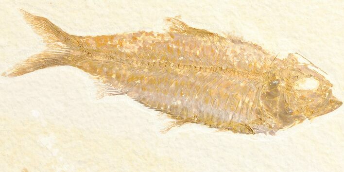 Large, Knightia Fossil Fish - Wyoming #78313